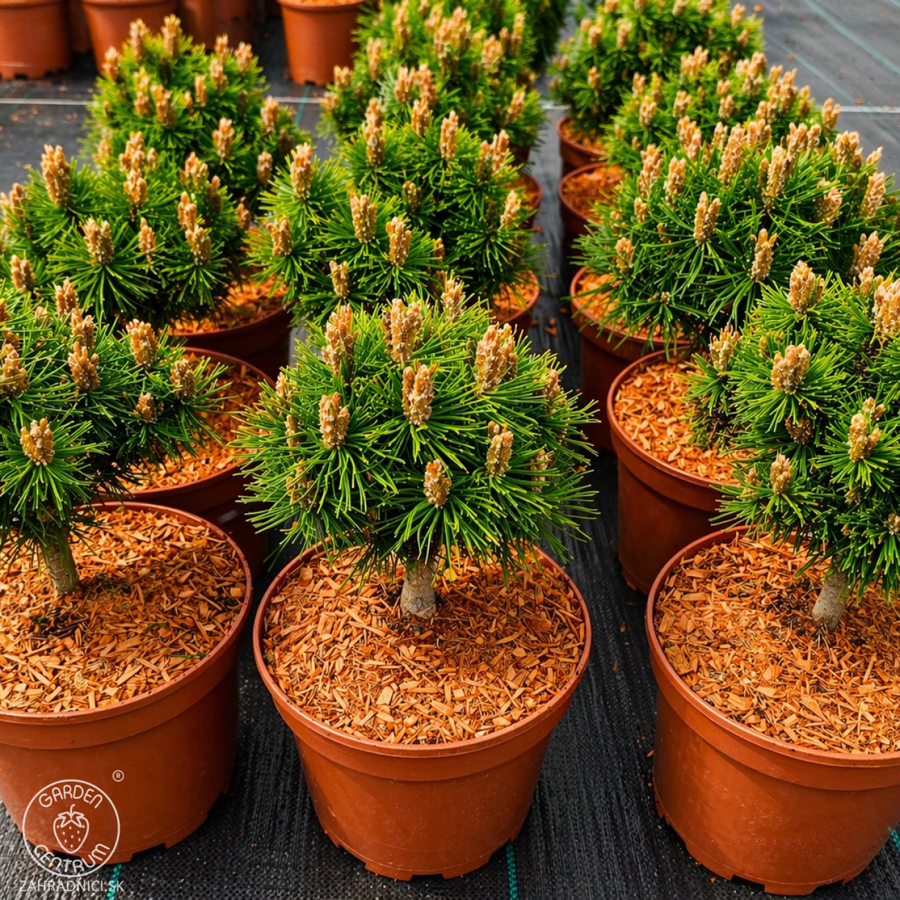 Obrázok Borovica háčikovitá (Pinus uncinata) ´NANA´ - výška 15-25 cm, ⌀ 20-30 cm, kont. C5L